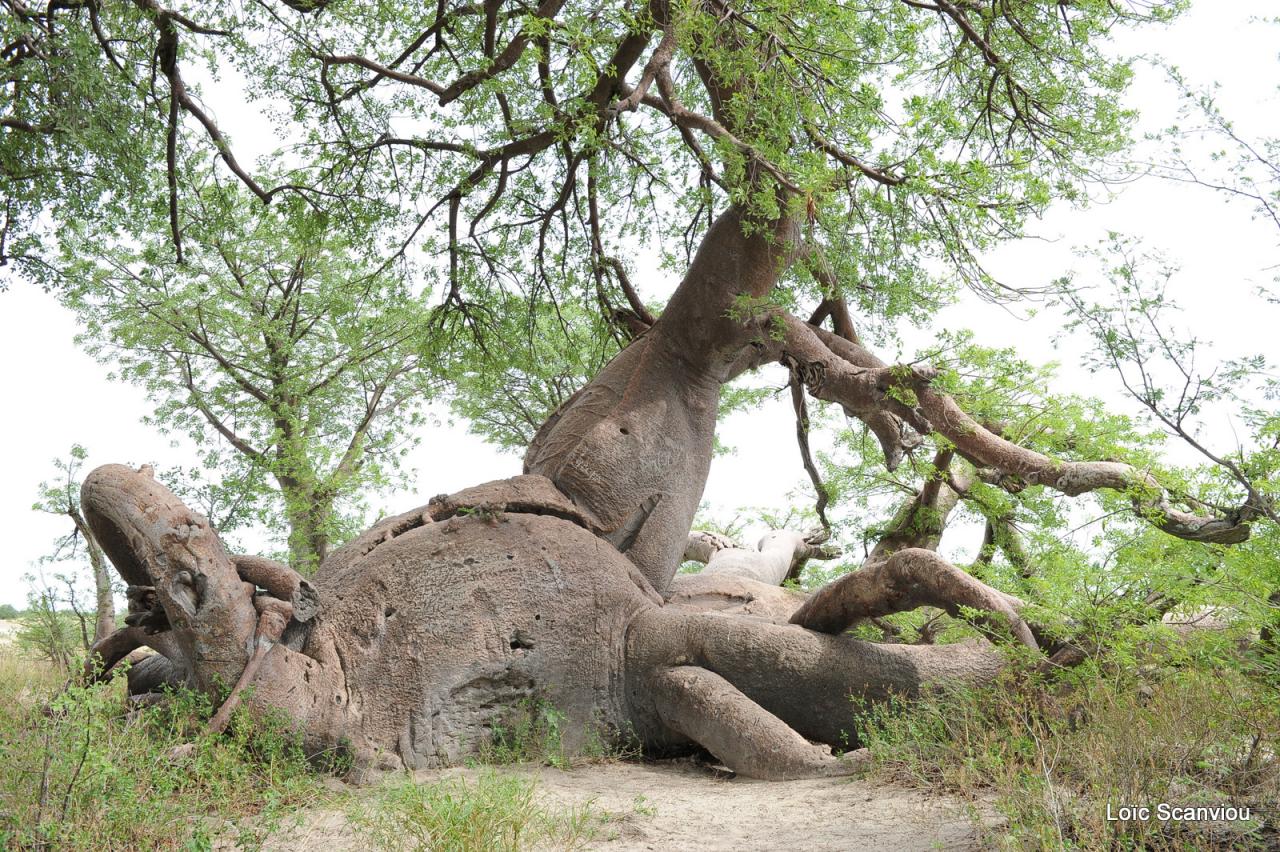Baines Baobabs (3)