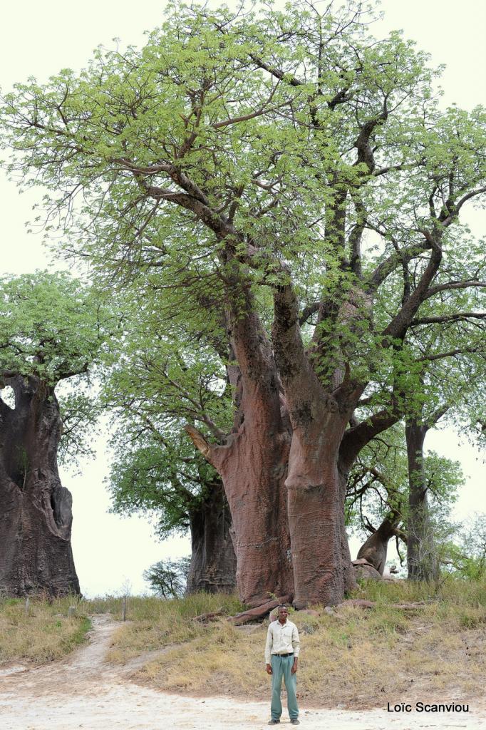 Baines Baobabs (4)