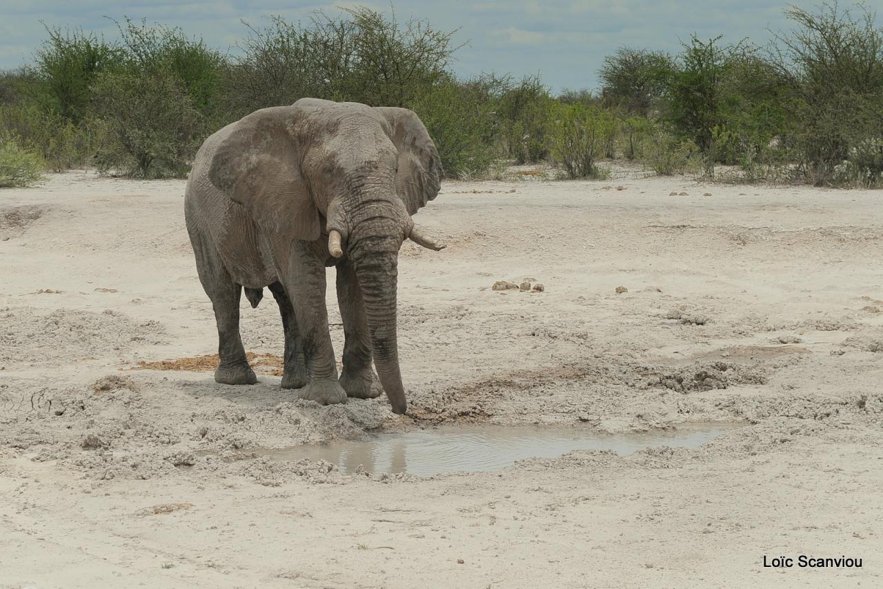 Elephant (90)
