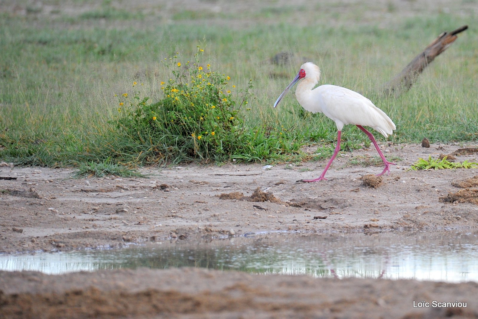 Spatule d'Afrique/African Spoonbill (1)