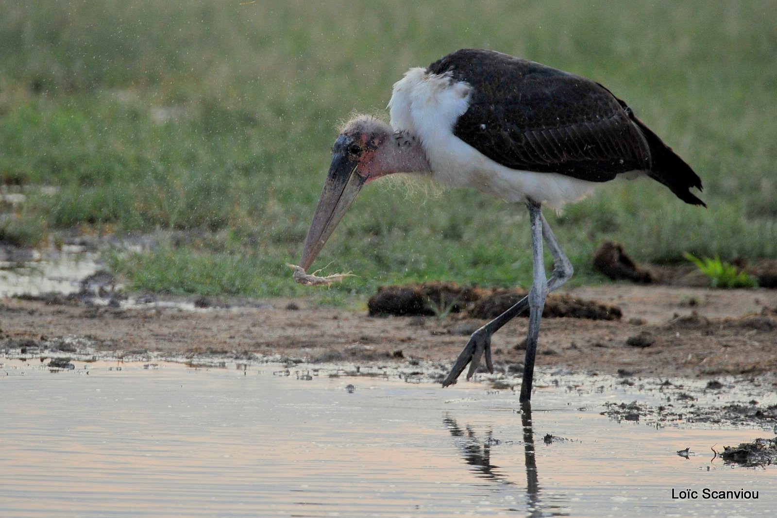 Marabout/Marabou Stork (4)