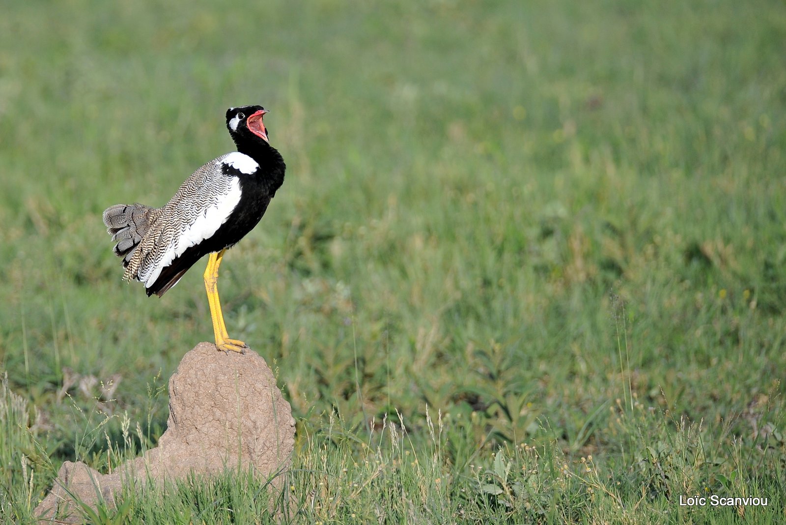 Outarde à miroir blanc/Northern Black Korhaan (2)
