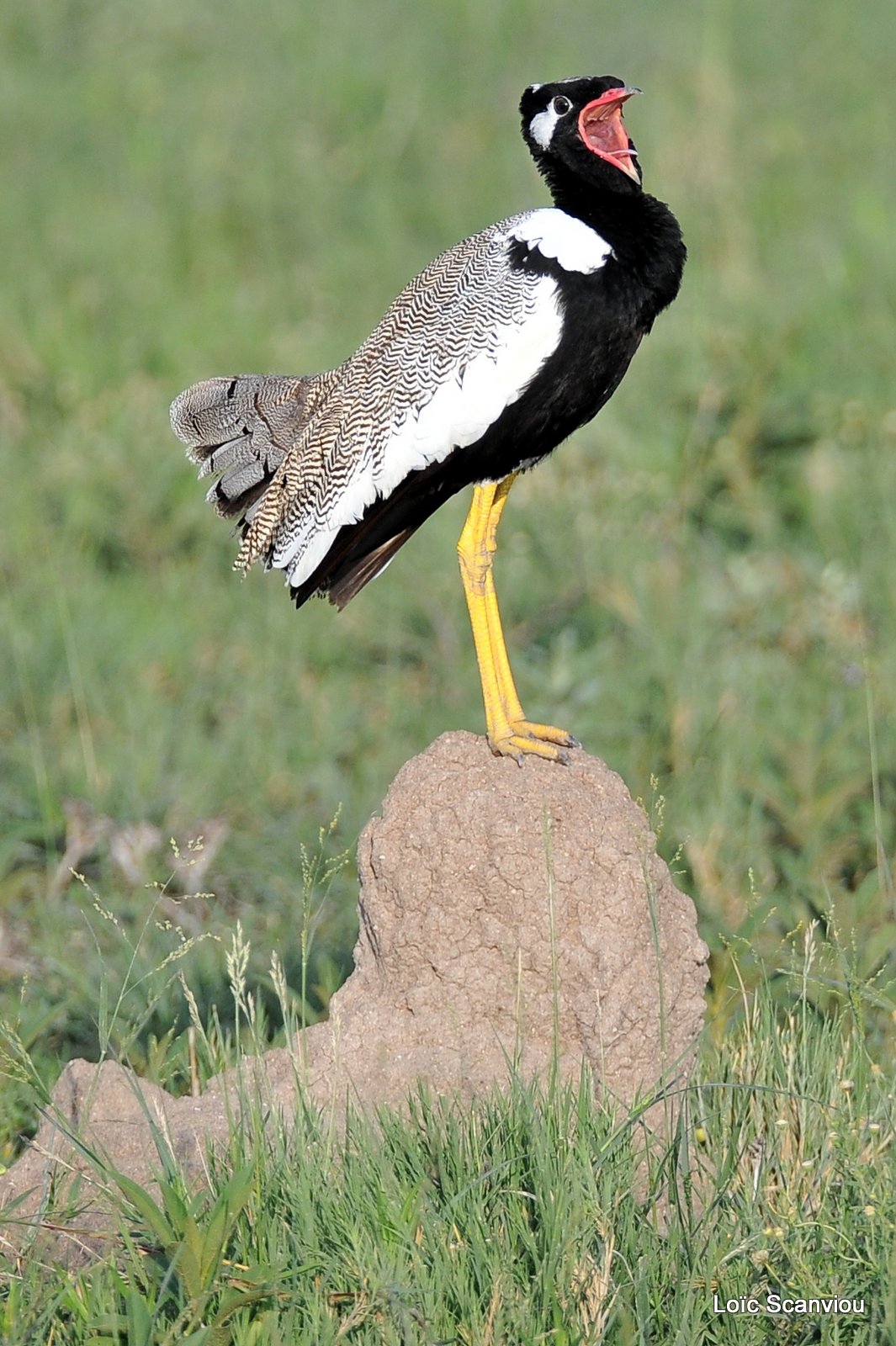 Outarde à miroir blanc/Northern Black Korhaan (3)