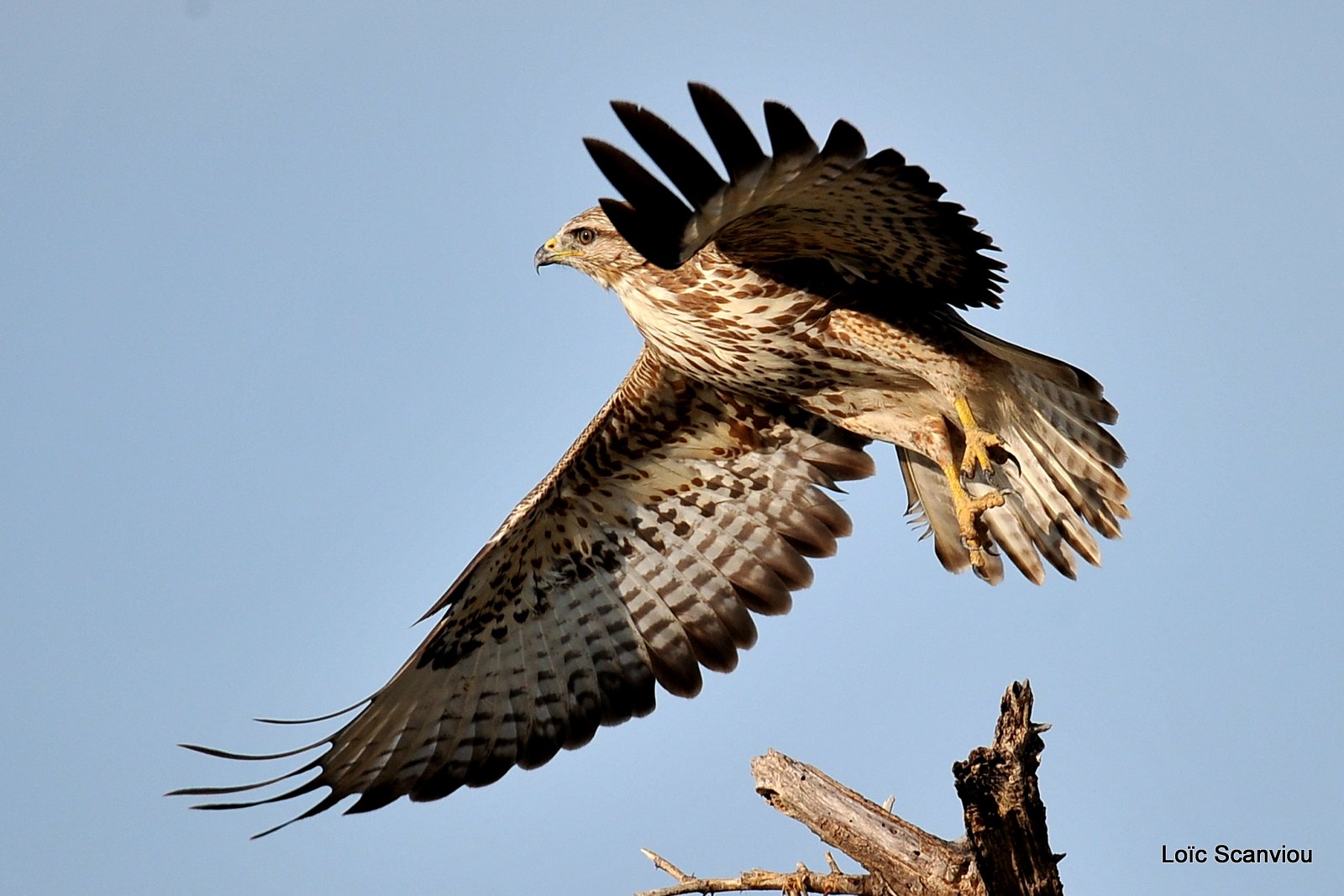 Buse variable/Common Buzzard (5)