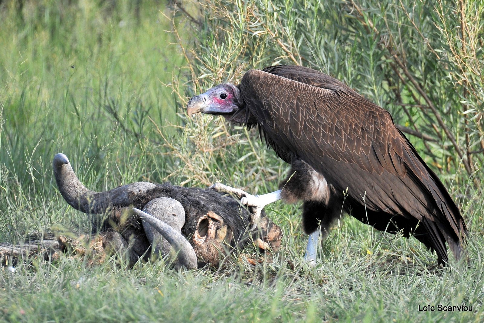 Vautour oricou/Lappet-faced Vulture (2)