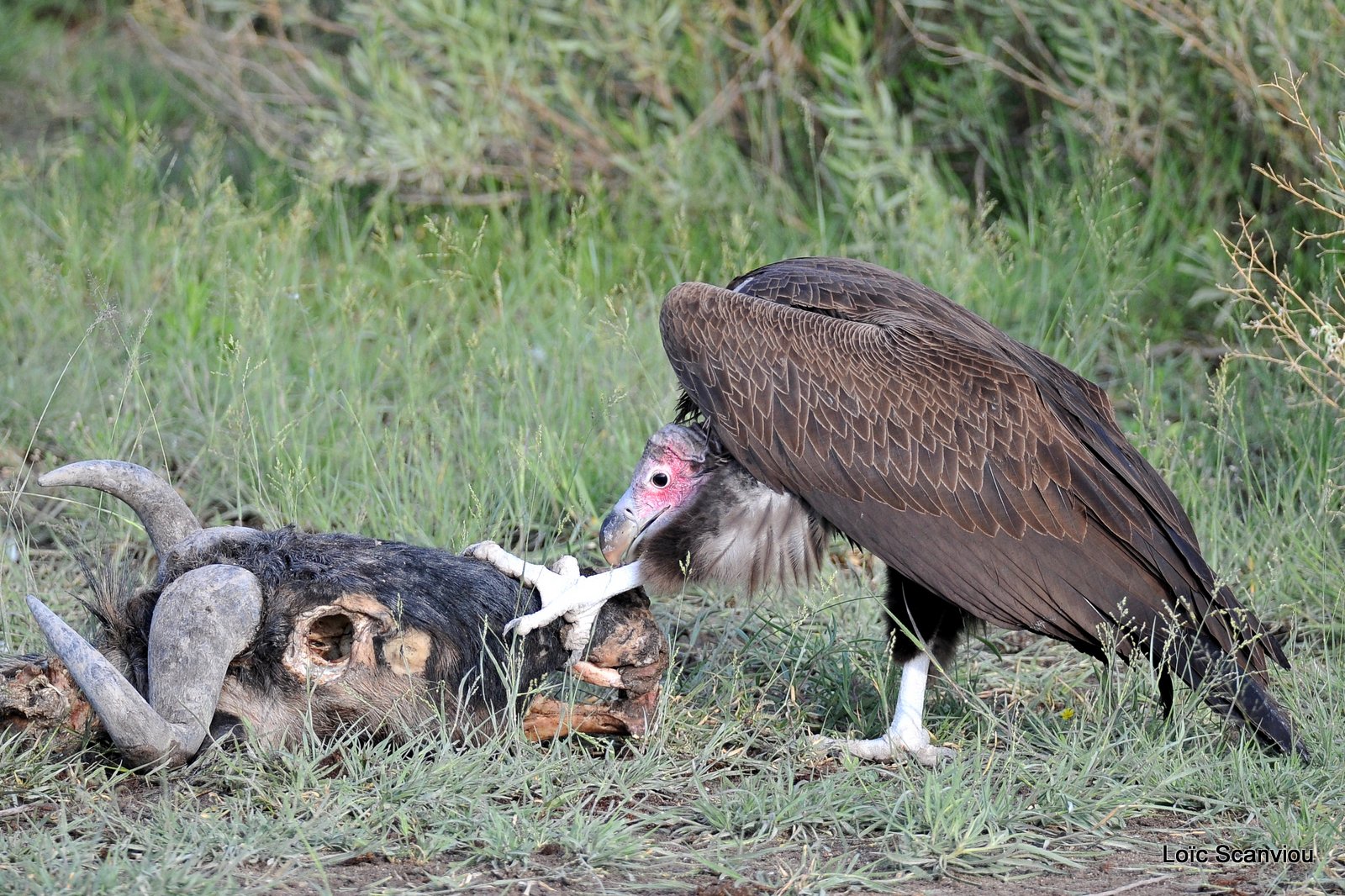 Vautour oricou/Lappet-faced Vulture (3)