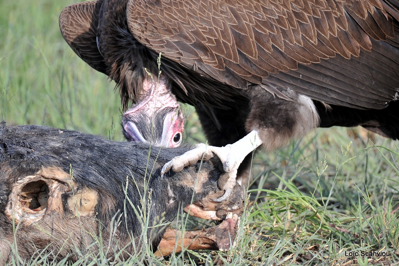 Vautour oricou/Lappet-faced Vulture (4)