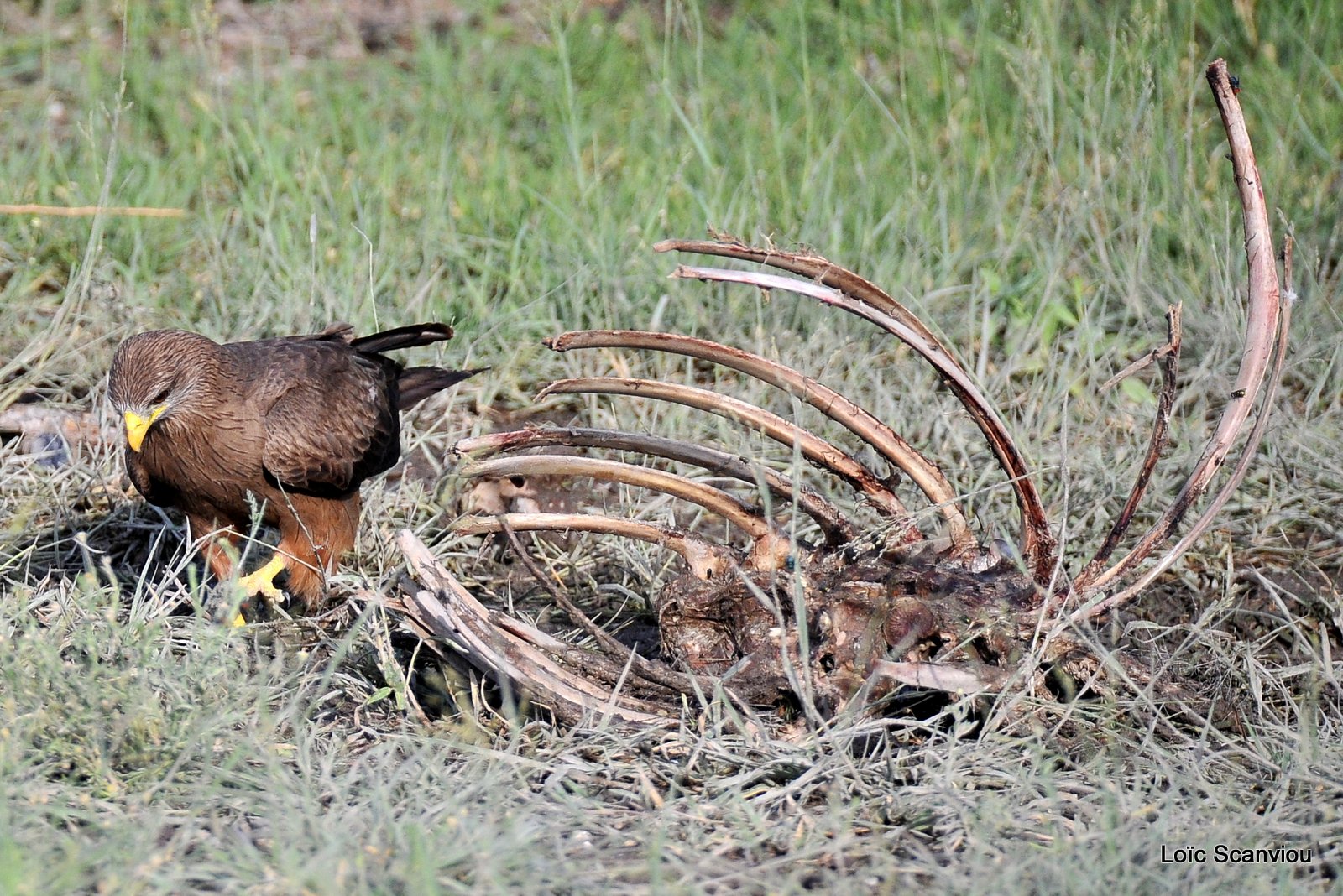 Milan à bec jaune/Yellow-billed Kite (1)