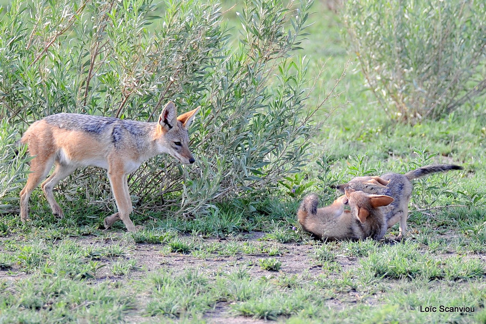 Chacal à chabraque/Black-backed Jackal (10)