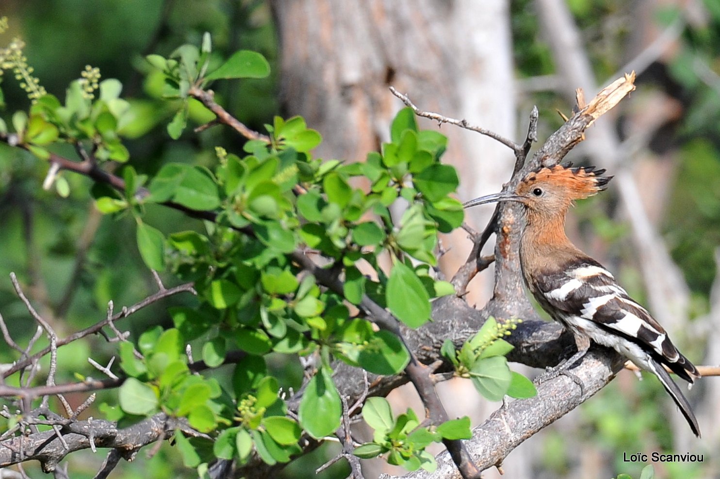 Huppe d'Afrique/African Hoopoe (1)