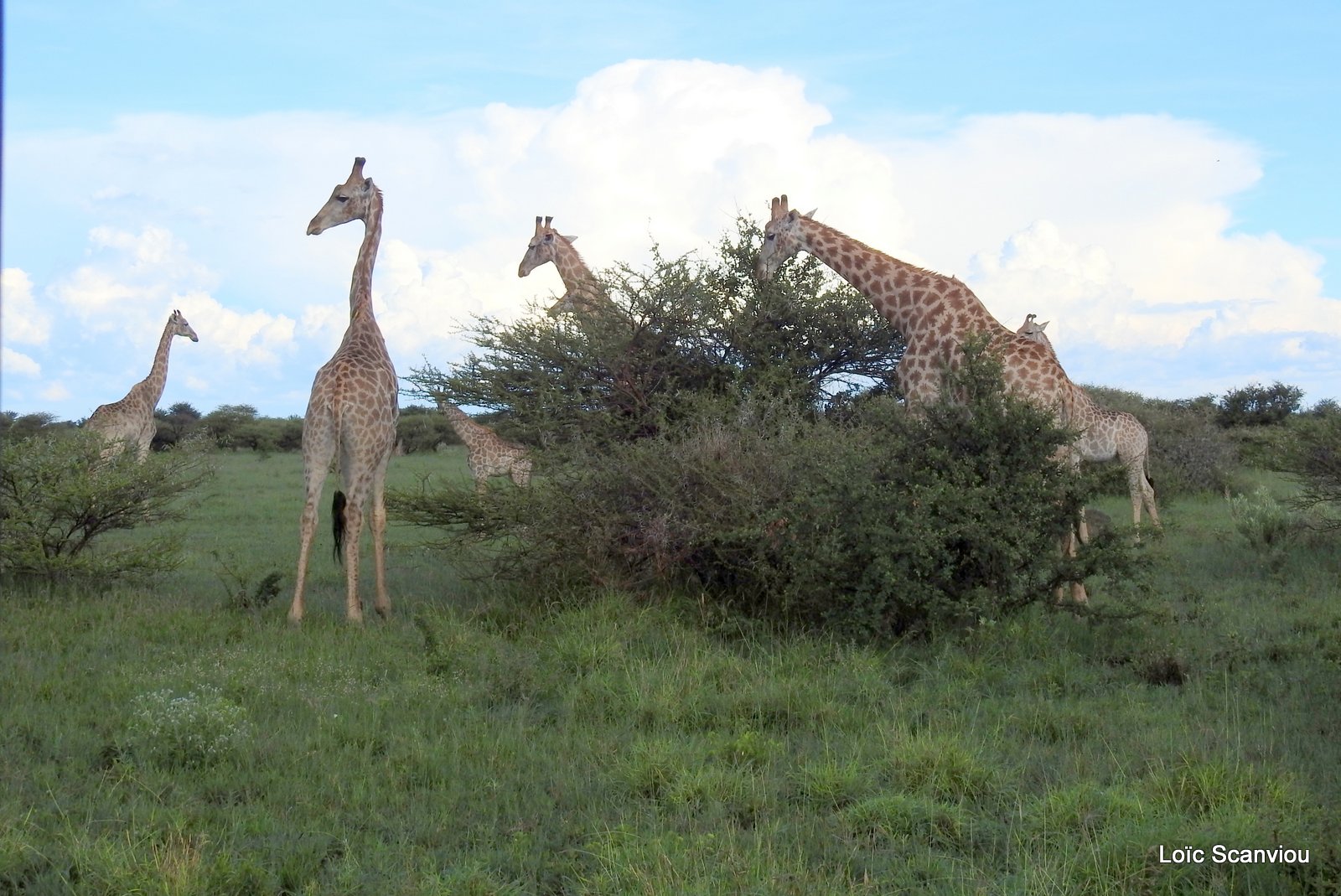 Girafe du Sud/Southern Giraffe (9)
