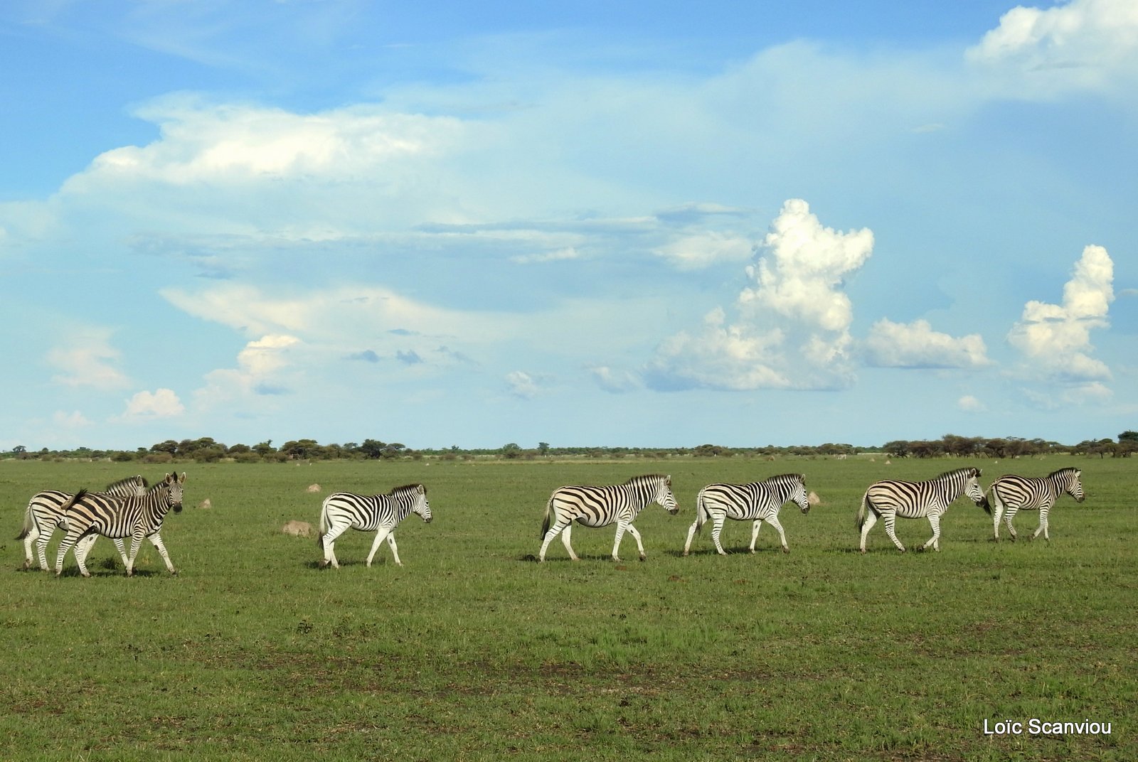 Zèbres/Zebras (12)