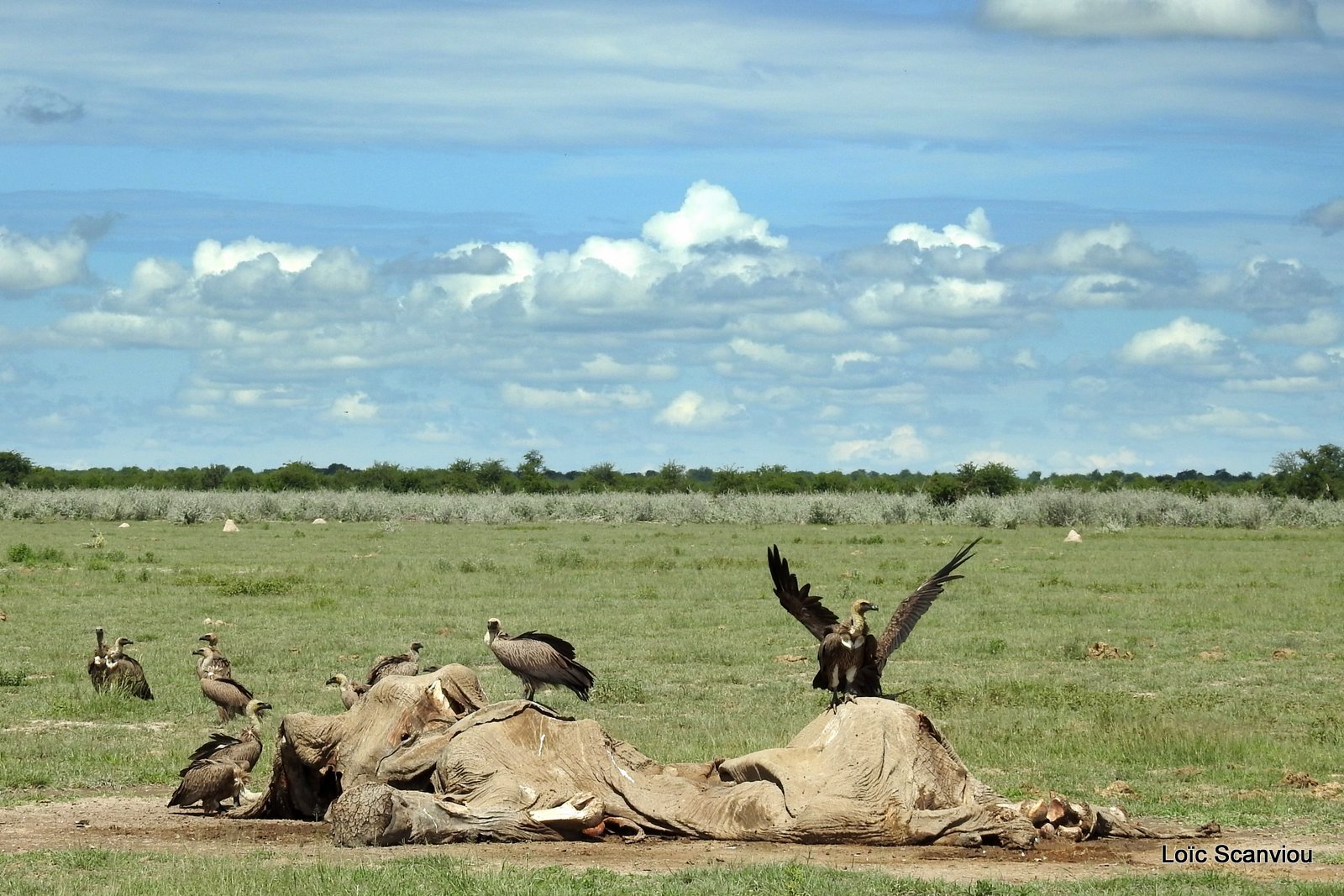 Vautour africain/White-backed Vulture (11)