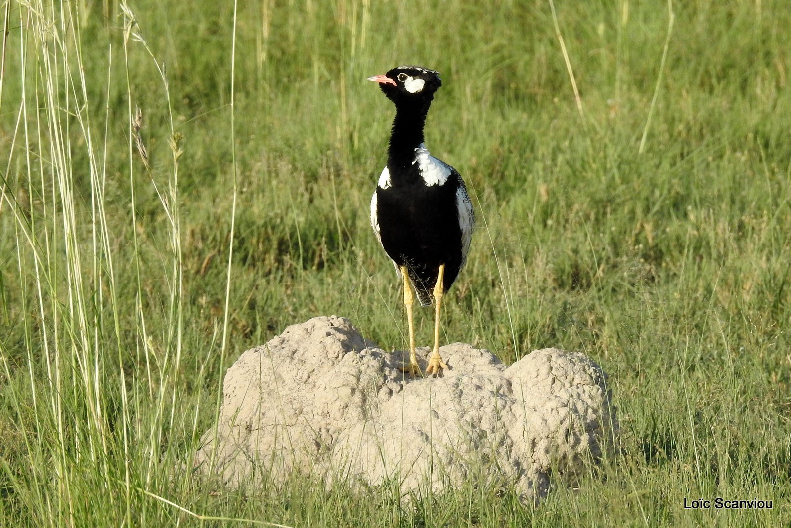 Outarde à miroir blanc/Northern Black Korhaan (4)