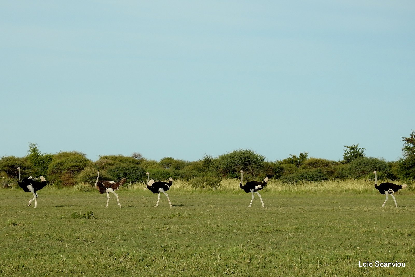 Autruche d'Afrique/Common Ostrich (7)
