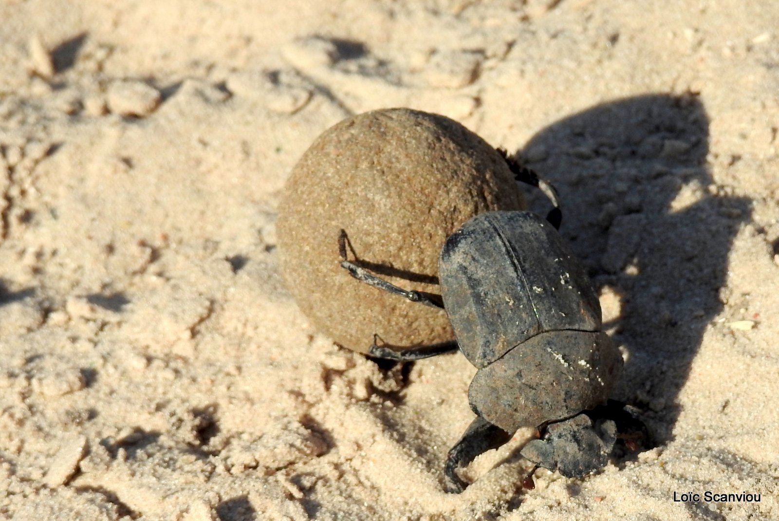 Bousier/Dung Beetle (1)