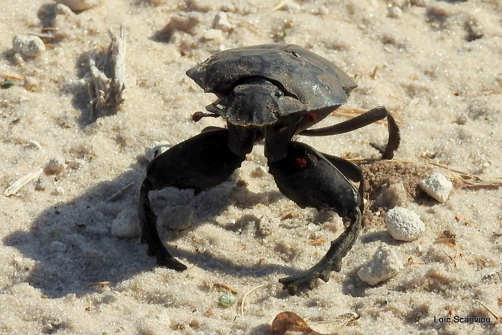 Bousier/Dung Beetle (2)