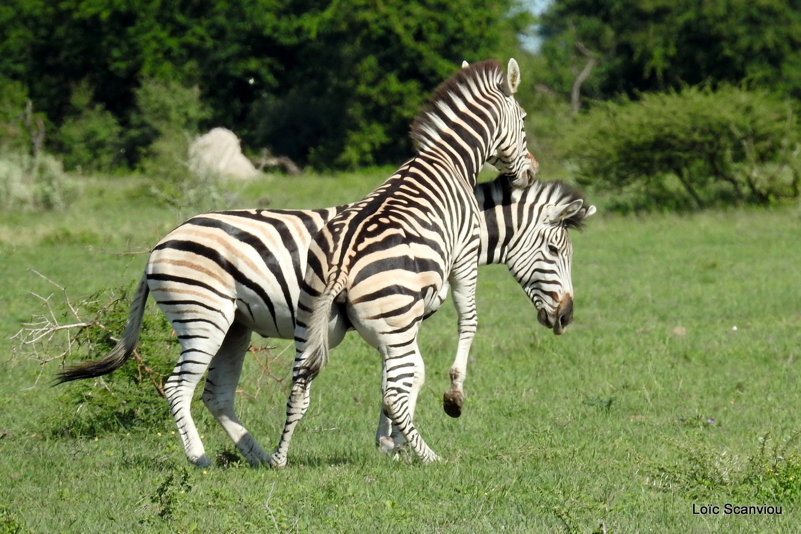 Zèbres/Zebras (13)