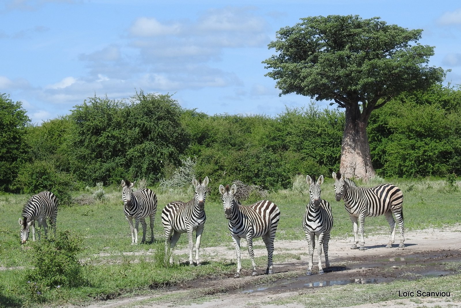 Zèbres/Zebras (14)