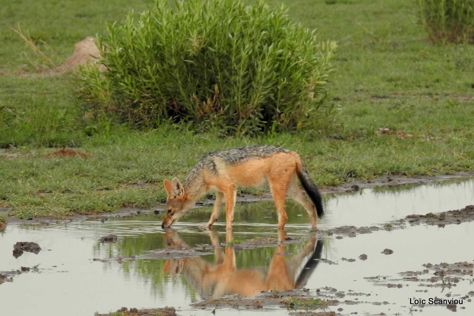 Chacal à chabraque/Black-backed Jackal (11)