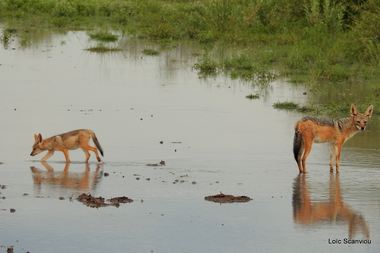 Chacal à chabraque/Black-backed Jackal (12)