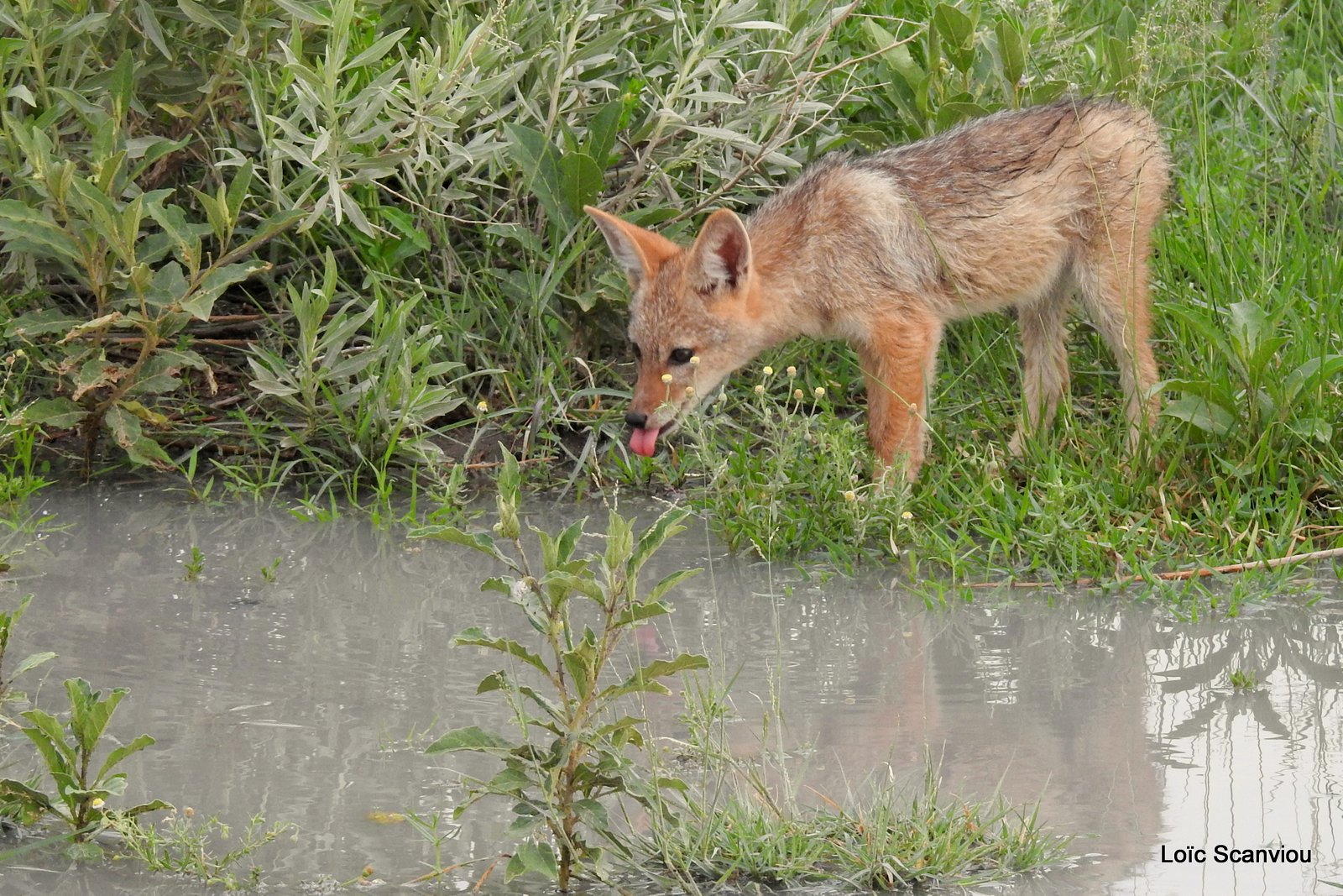 Chacal à chabraque/Black-backed Jackal (14)