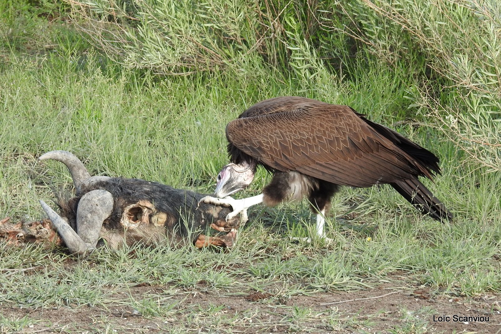 Vautour oricou/Lappet-faced Vulture (5)