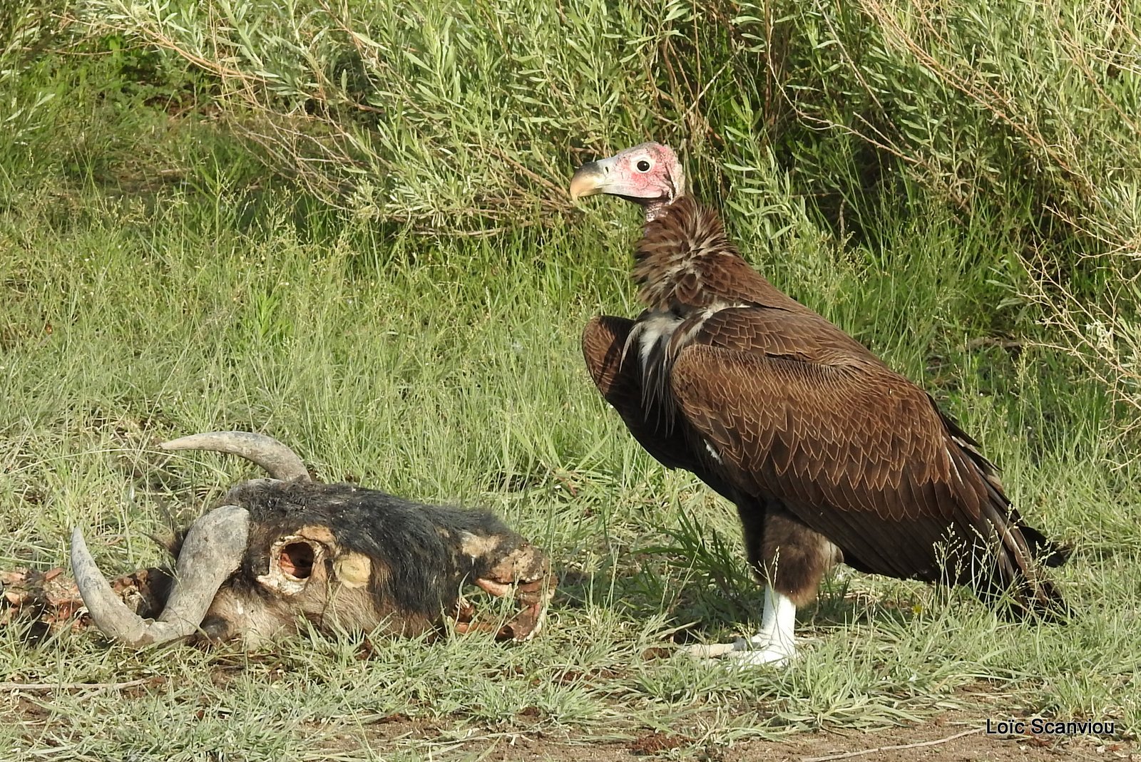 Vautour oricou/Lappet-faced Vulture (6)
