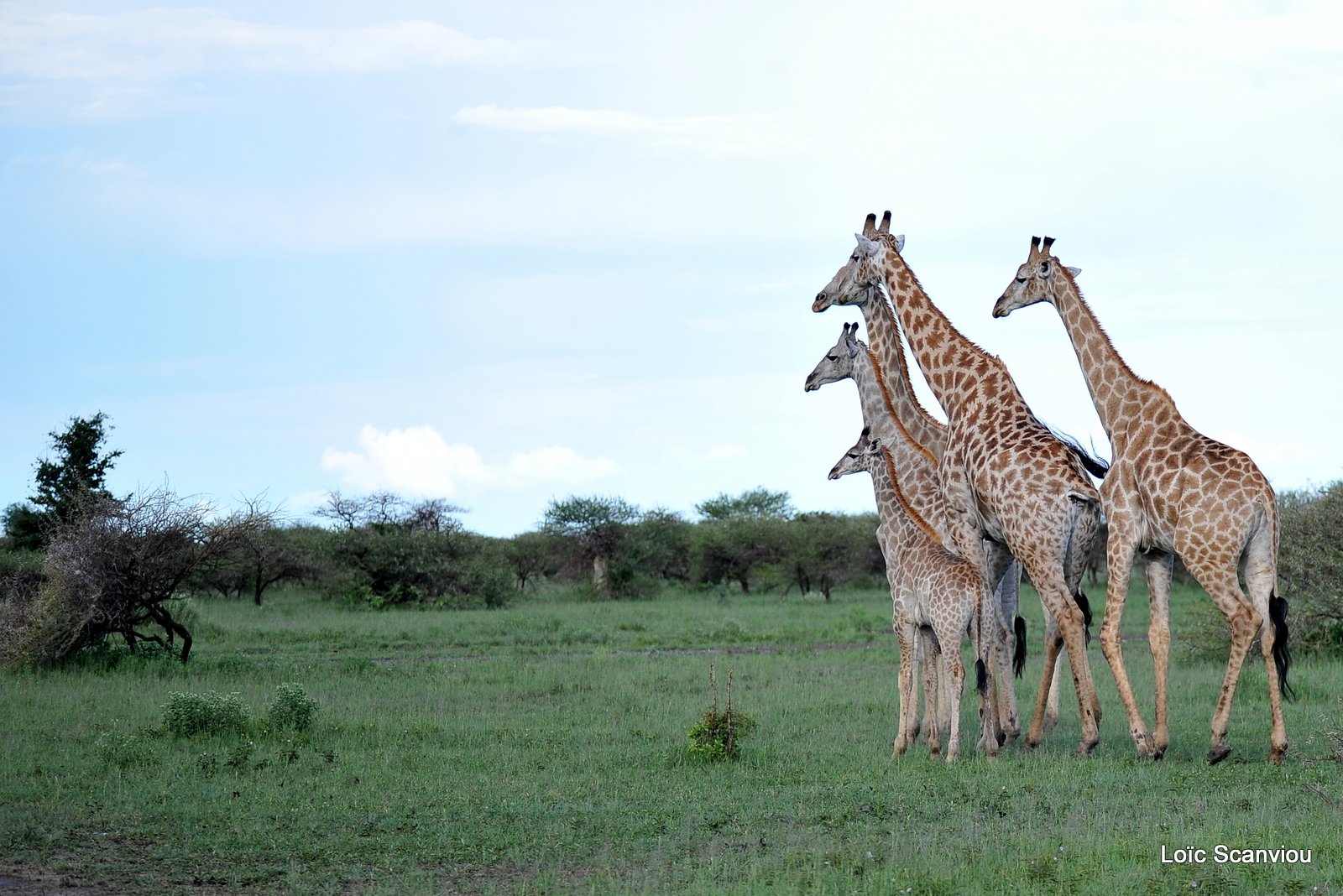 Girafe du Sud/Southern Giraffe (2)