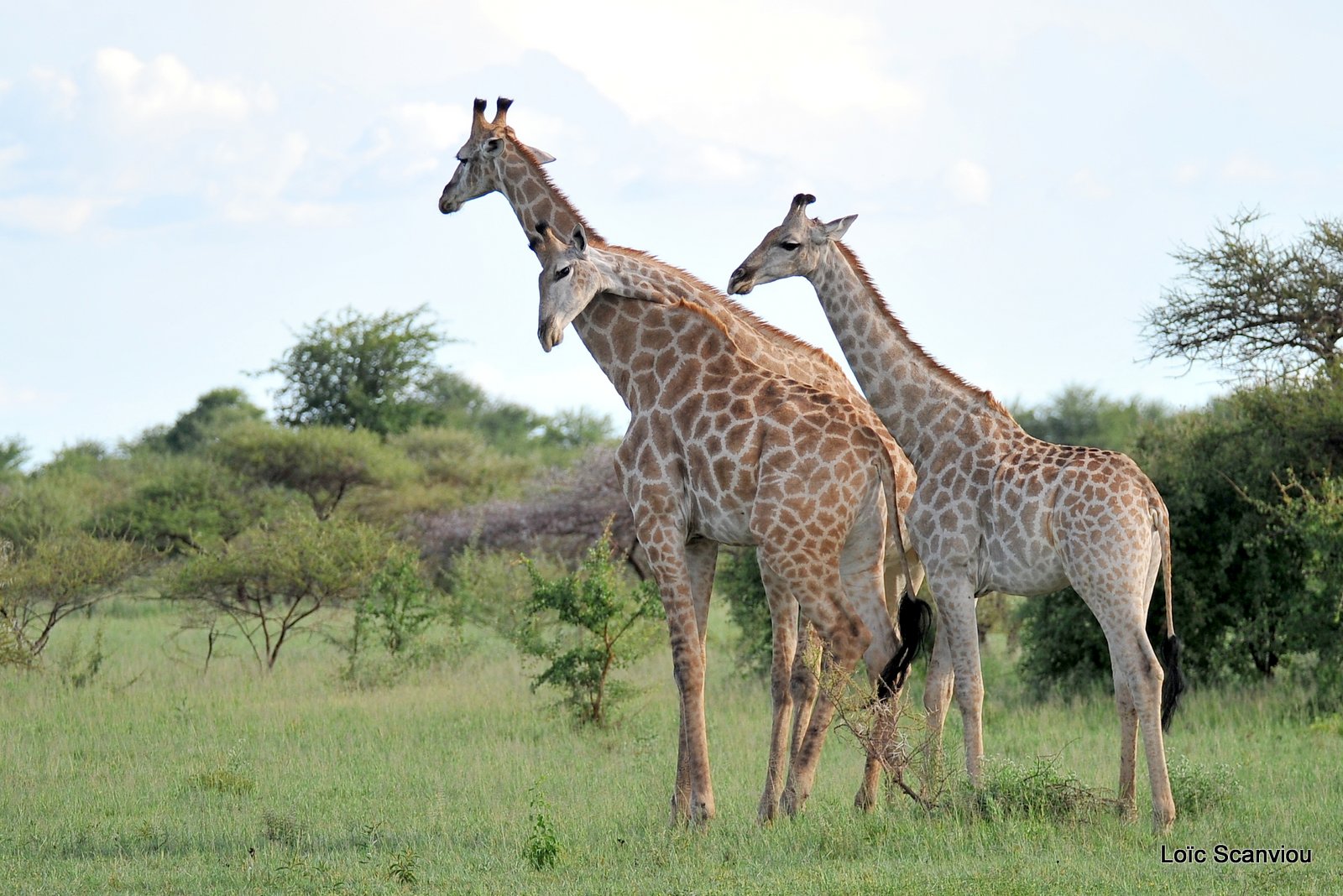 Girafe du Sud/Southern Giraffe (3)