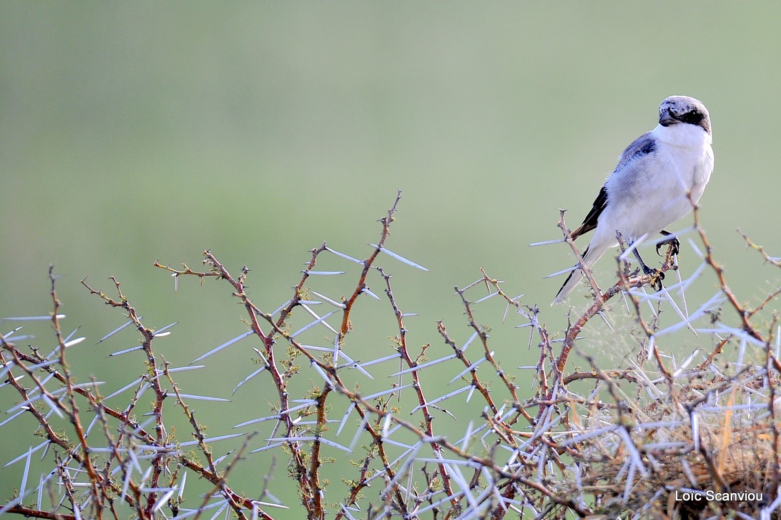 Eurocéphale à couronne blanche/Southern White-crowned Shrike (1)