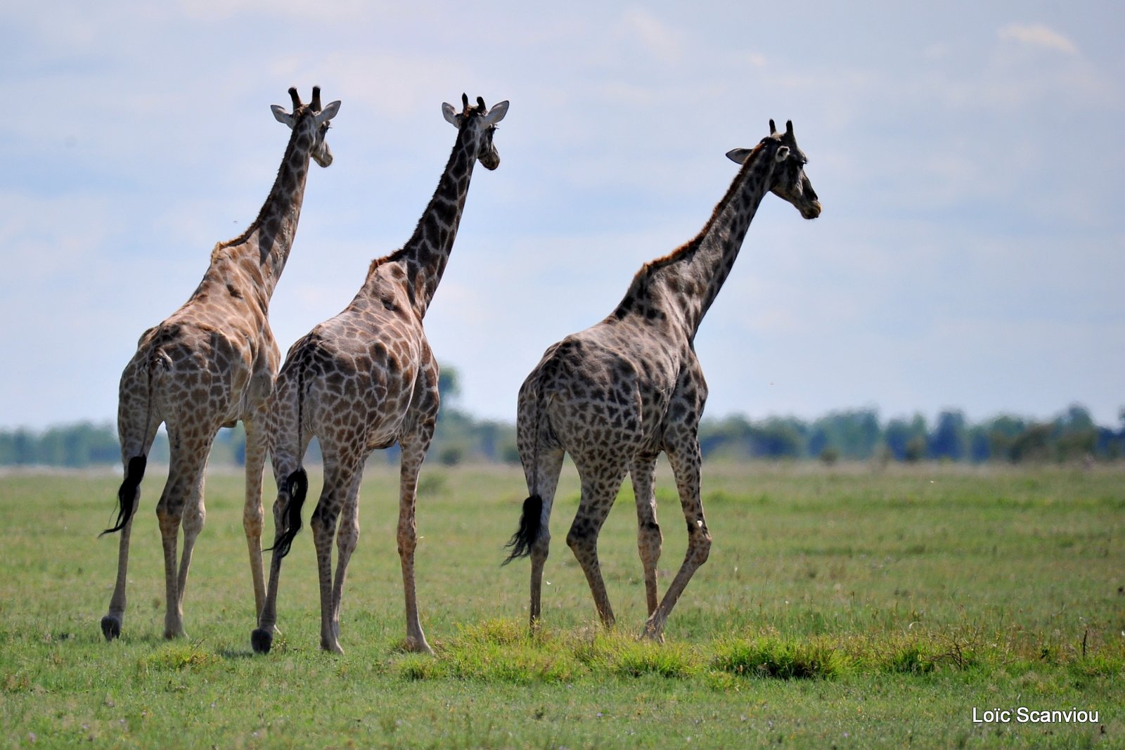 Girafe du Sud/Southern Giraffe (8)