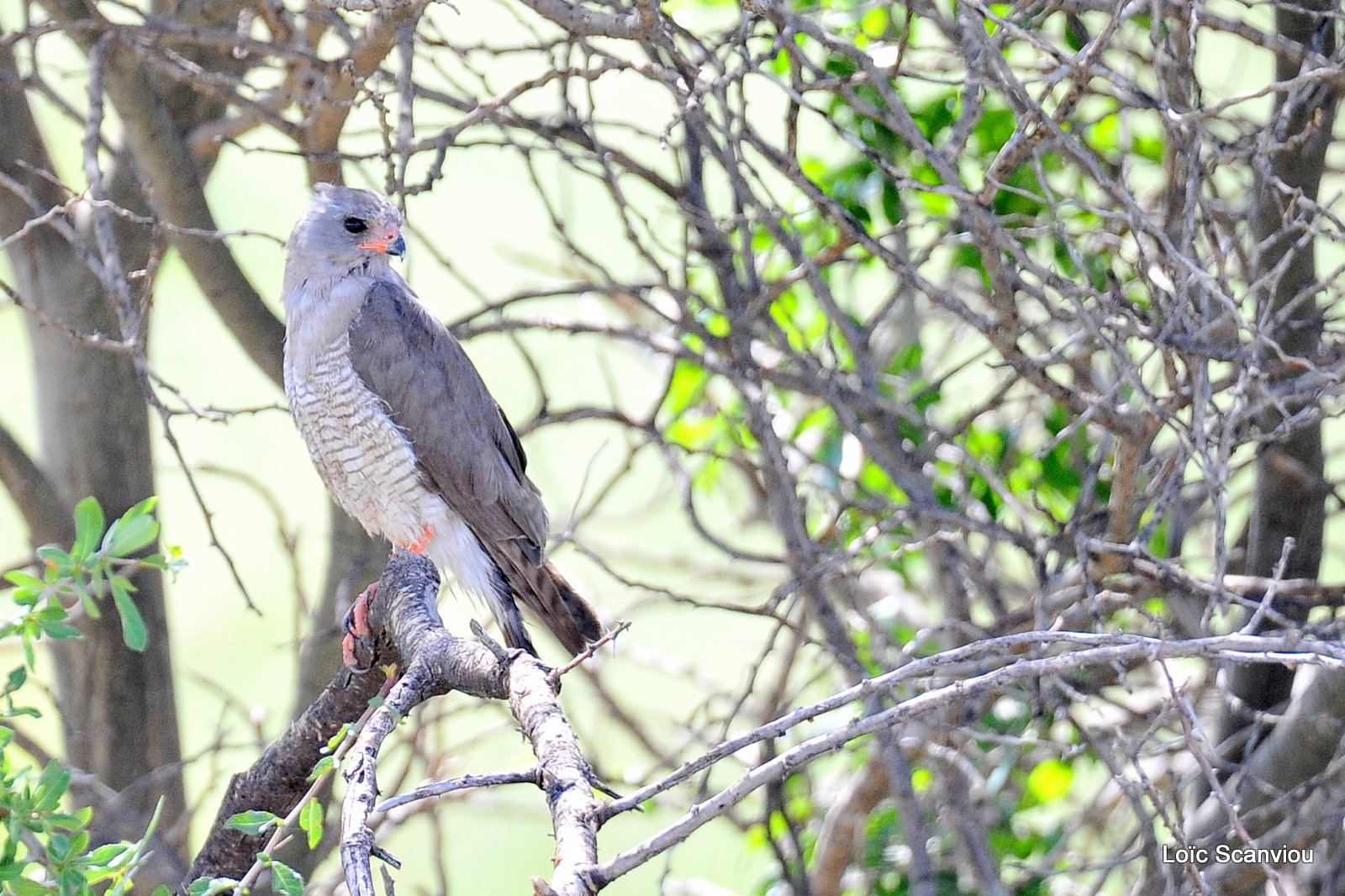 Autour sombre/Dark Chanting Goshawk (1)