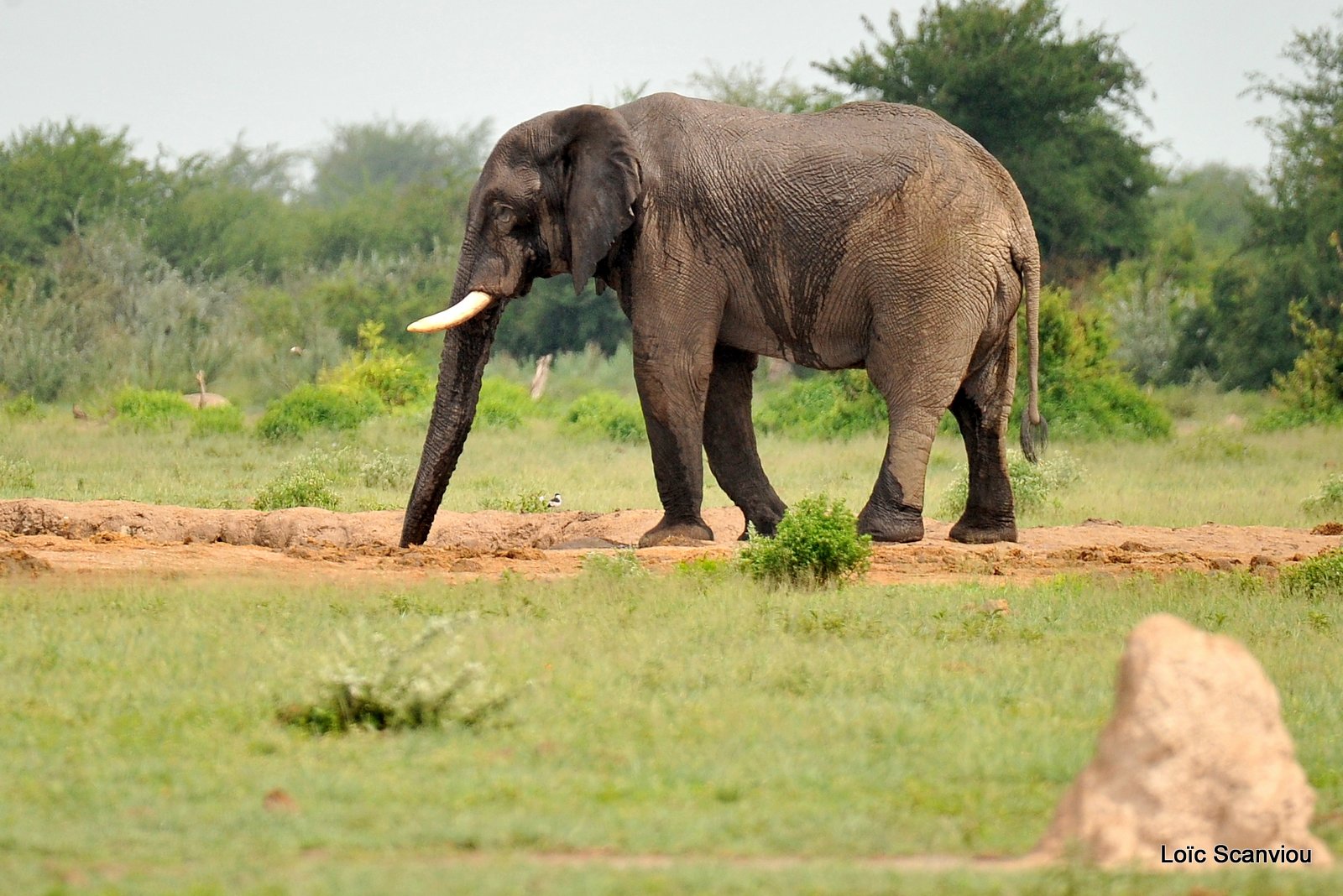 Eléphant d'Afrique/African Elephant (1)