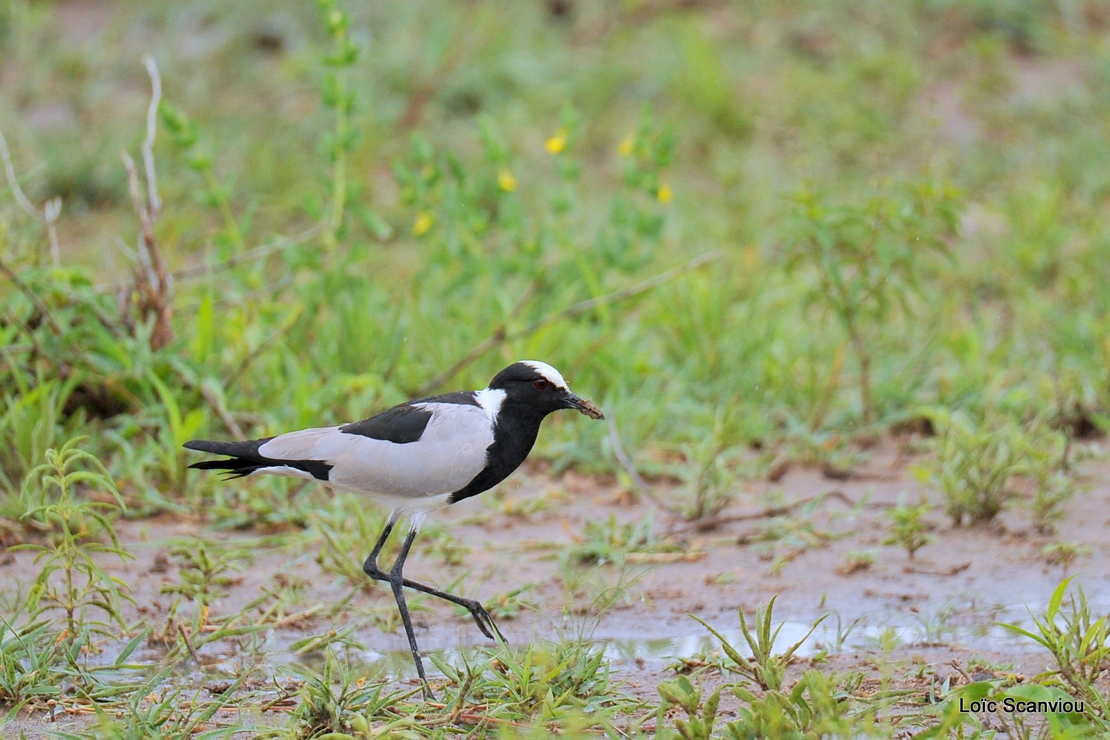 Vanneau armé/Blacksmith Lapwing (1)