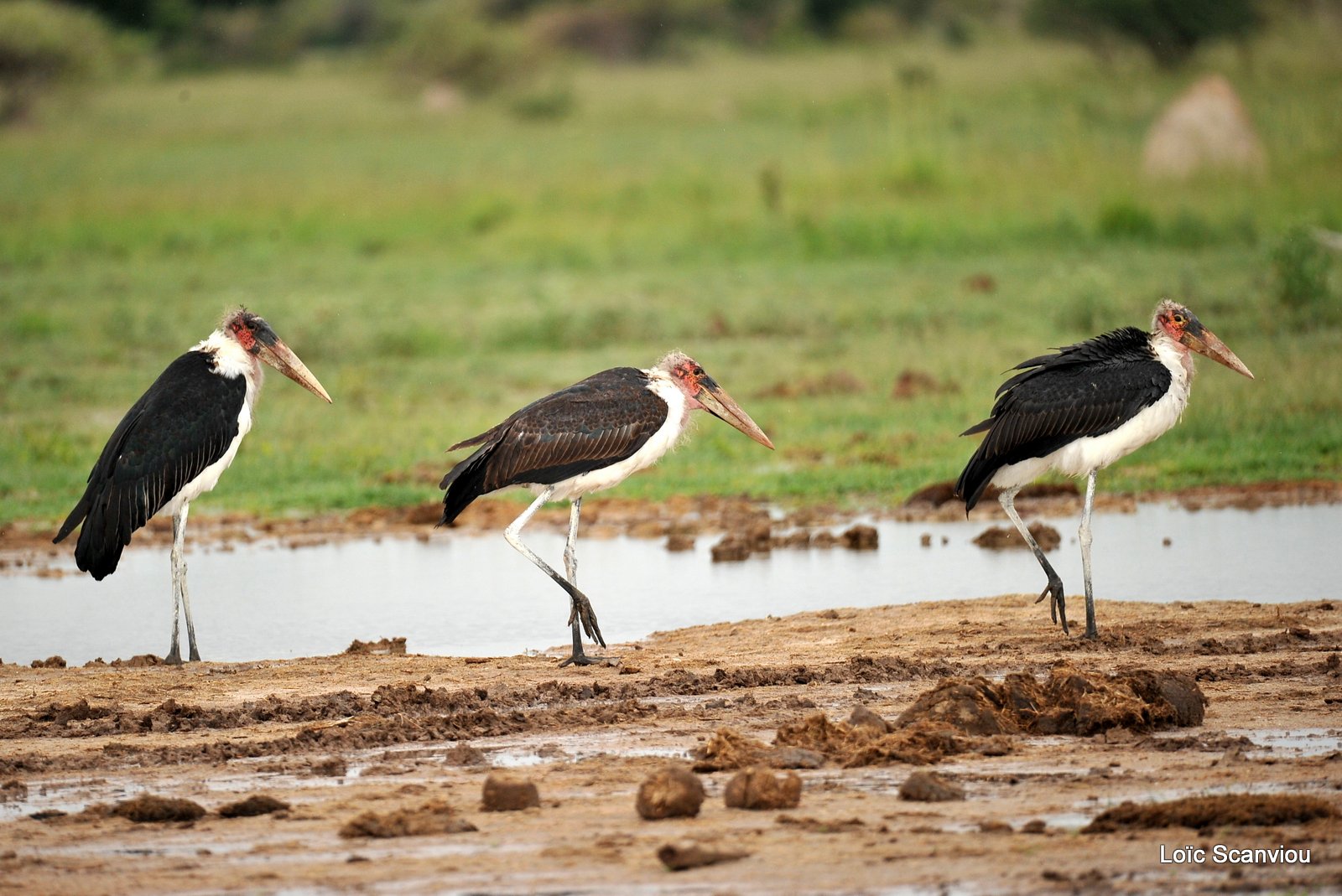 Marabout/ Marabou Stork (1)
