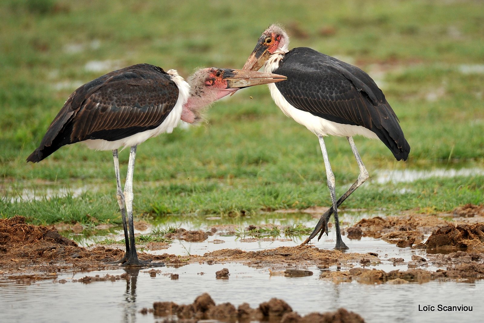 Marabout/ Marabou Stork (2)