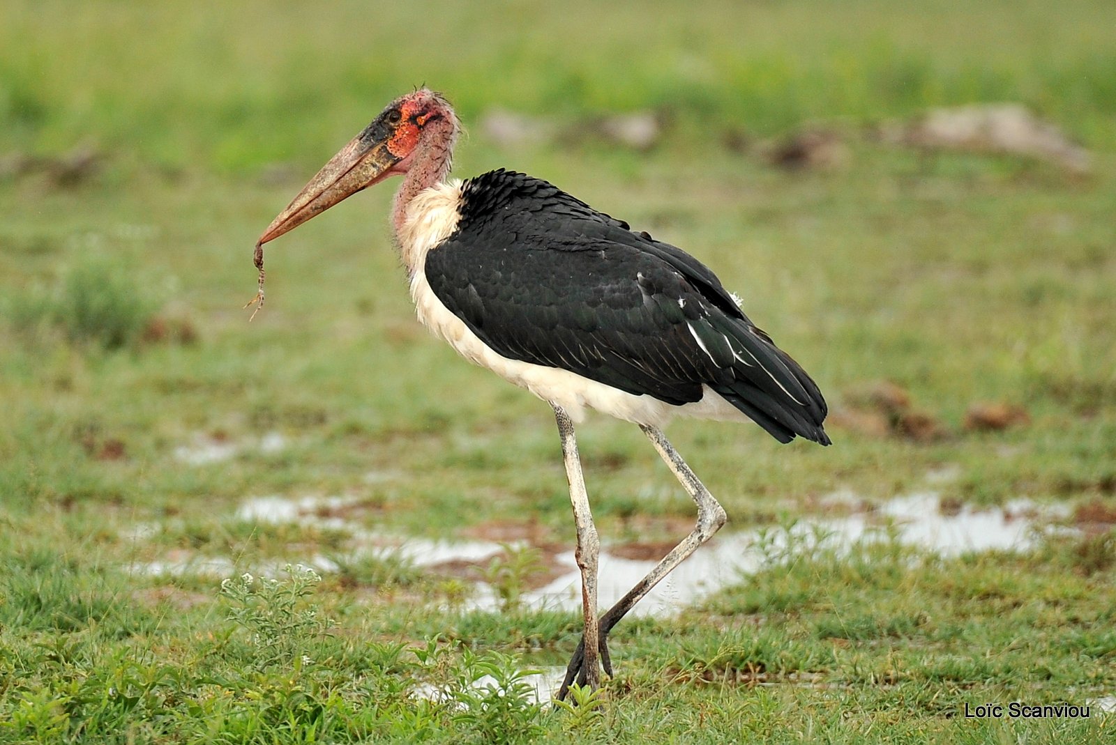 Marabout/ Marabou Stork (3)