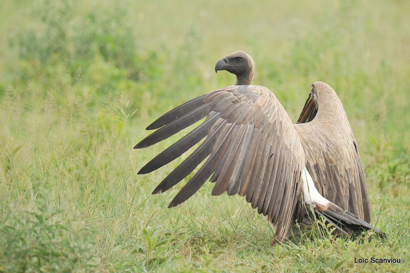 Vautour africain/White-backed Vulture (9)