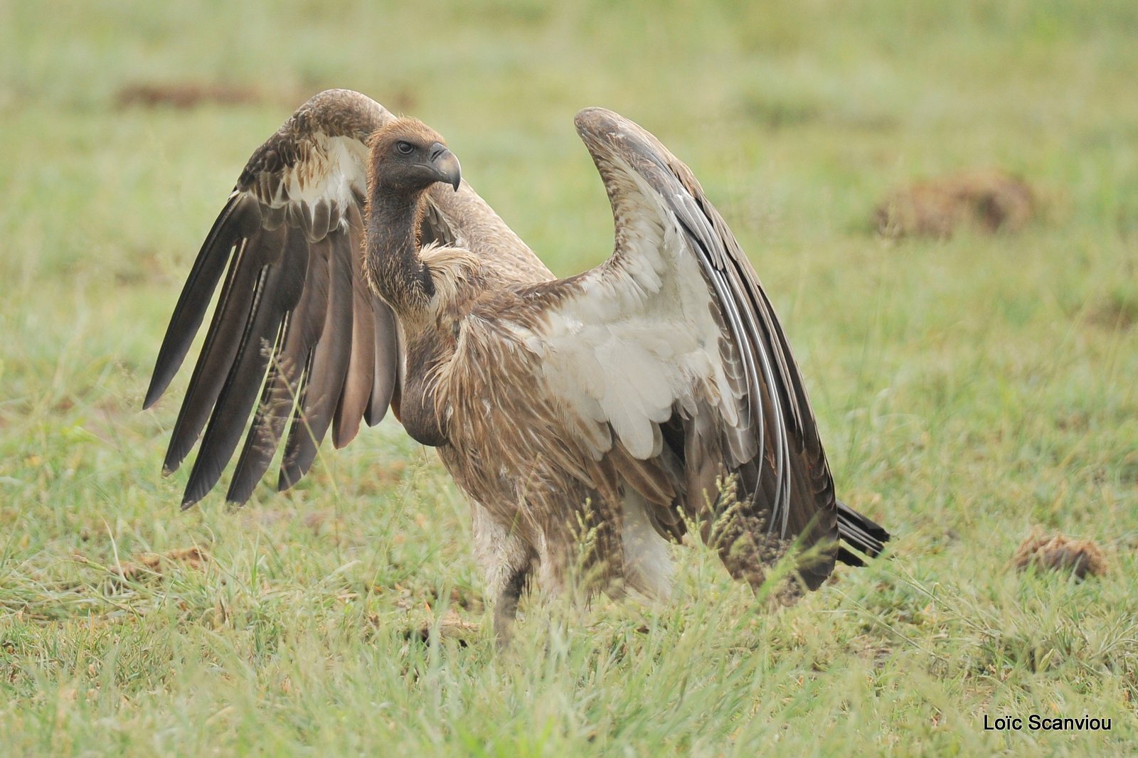 Vautour africain/White-backed Vulture (10)