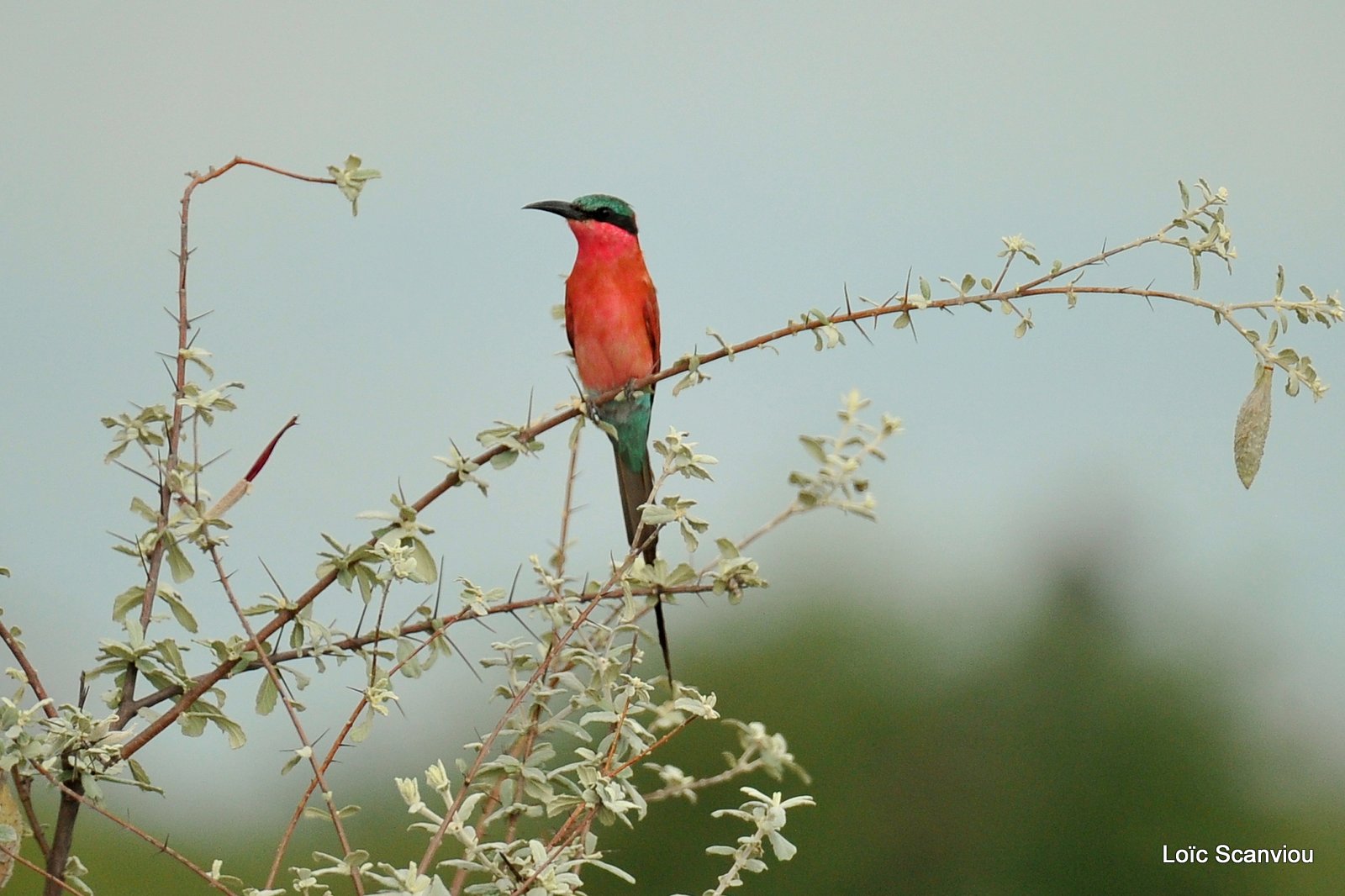 Guêpier carmin/Southern Carmine Bee-eater (1)