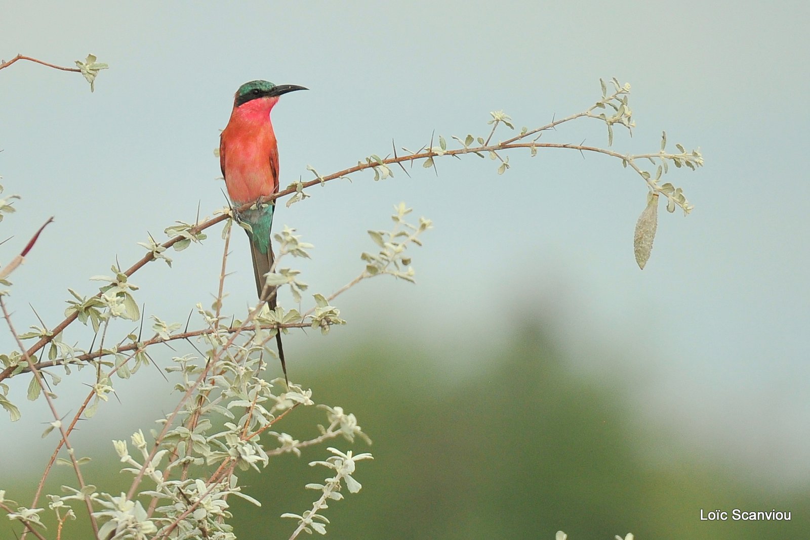 Guêpier carmin/Southern Carmine Bee-eater (2)
