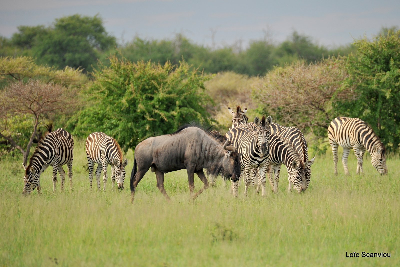 Gnou bleu/Wildebeest (4)