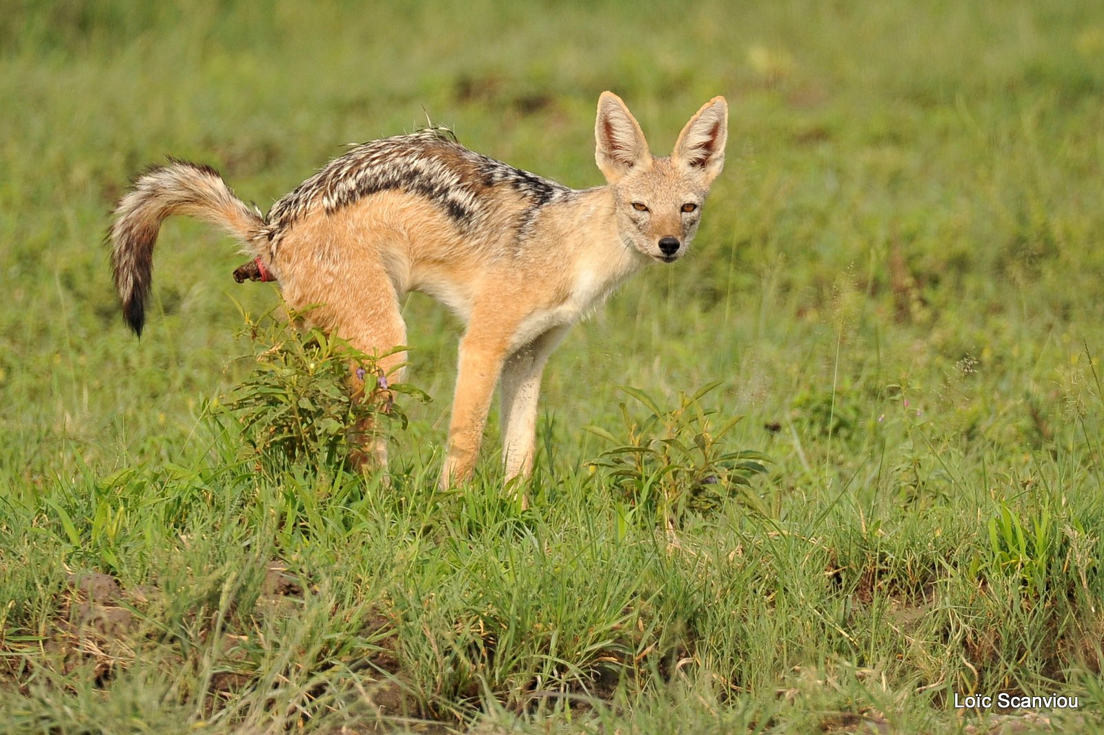 Chacal à chabraque/Black-backed Jackal (2)