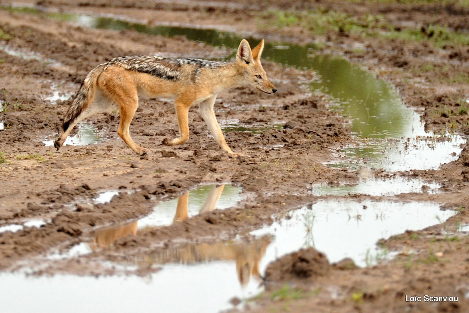 Chacal à chabraque/Black-backed Jackal (3)