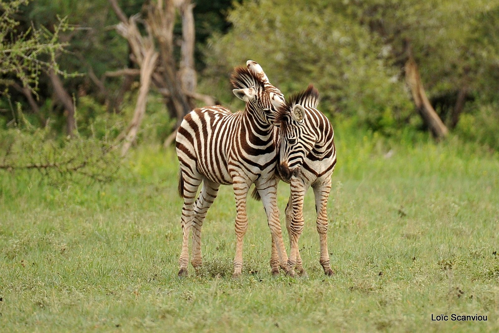 Zèbres/Zebras (10)