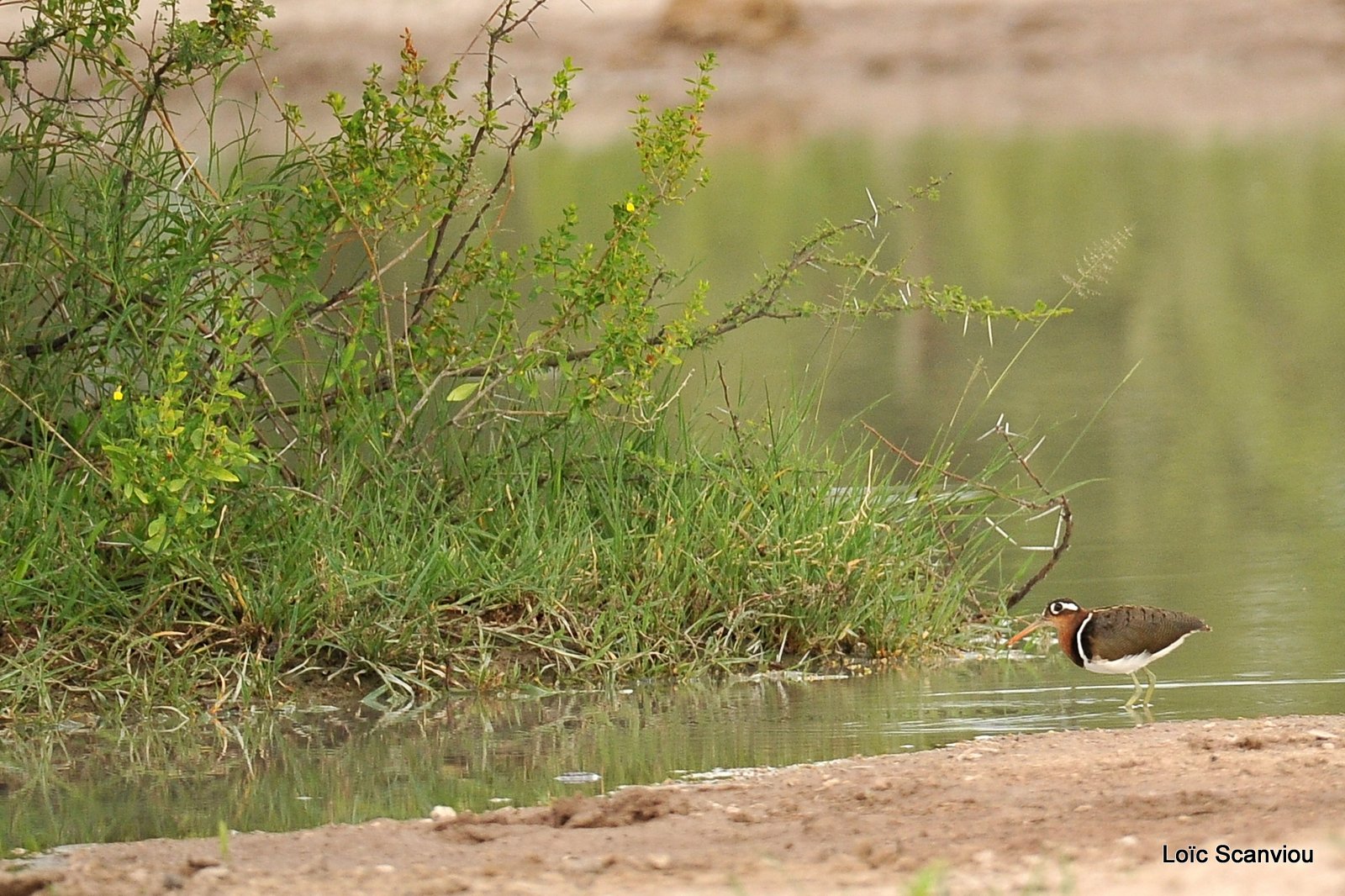 Rhynchée peinte/Greater Painted-Snipe (1)