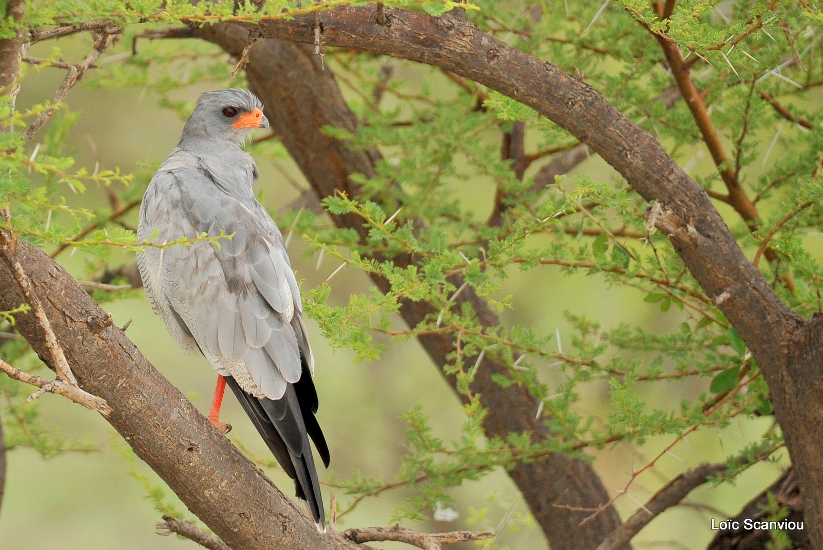 Autour chanteur/Southern Pale Chanting Goshawk (1)