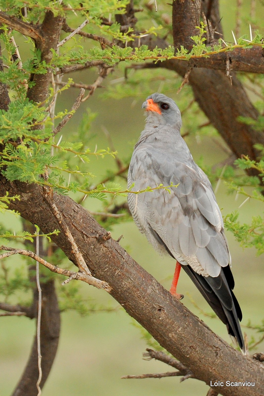 Autour chanteur/Southern Pale Chanting Goshawk (2)