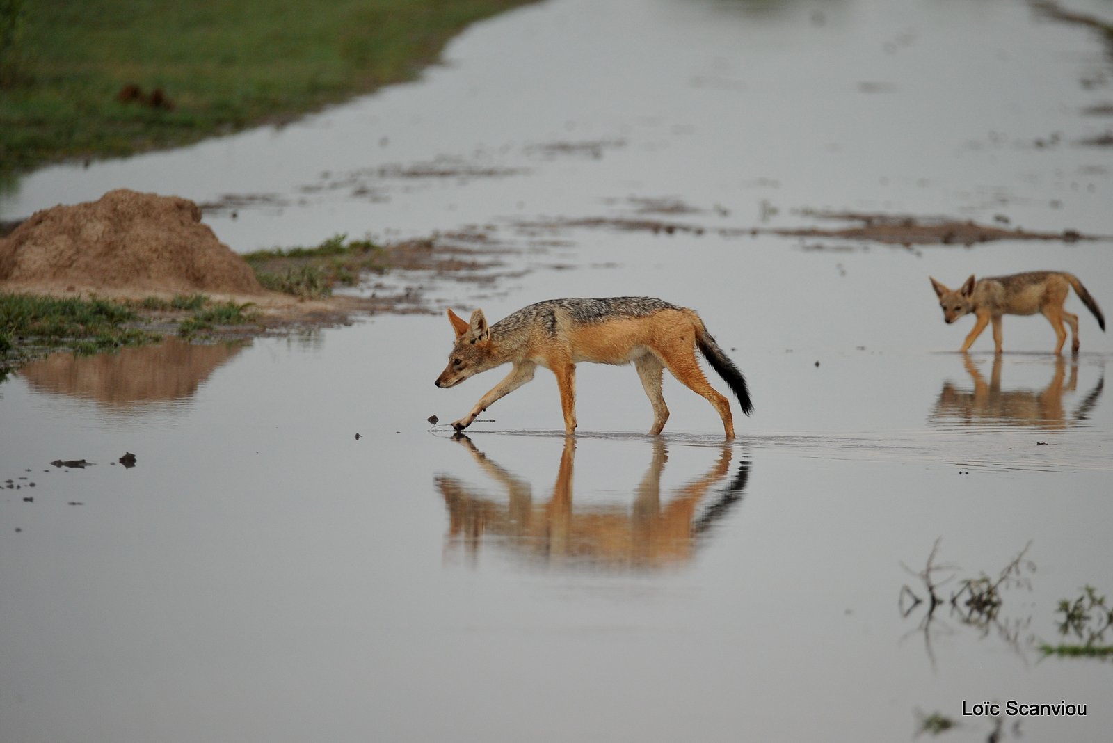 Chacal à chabraque/Black-backed Jackal (5)
